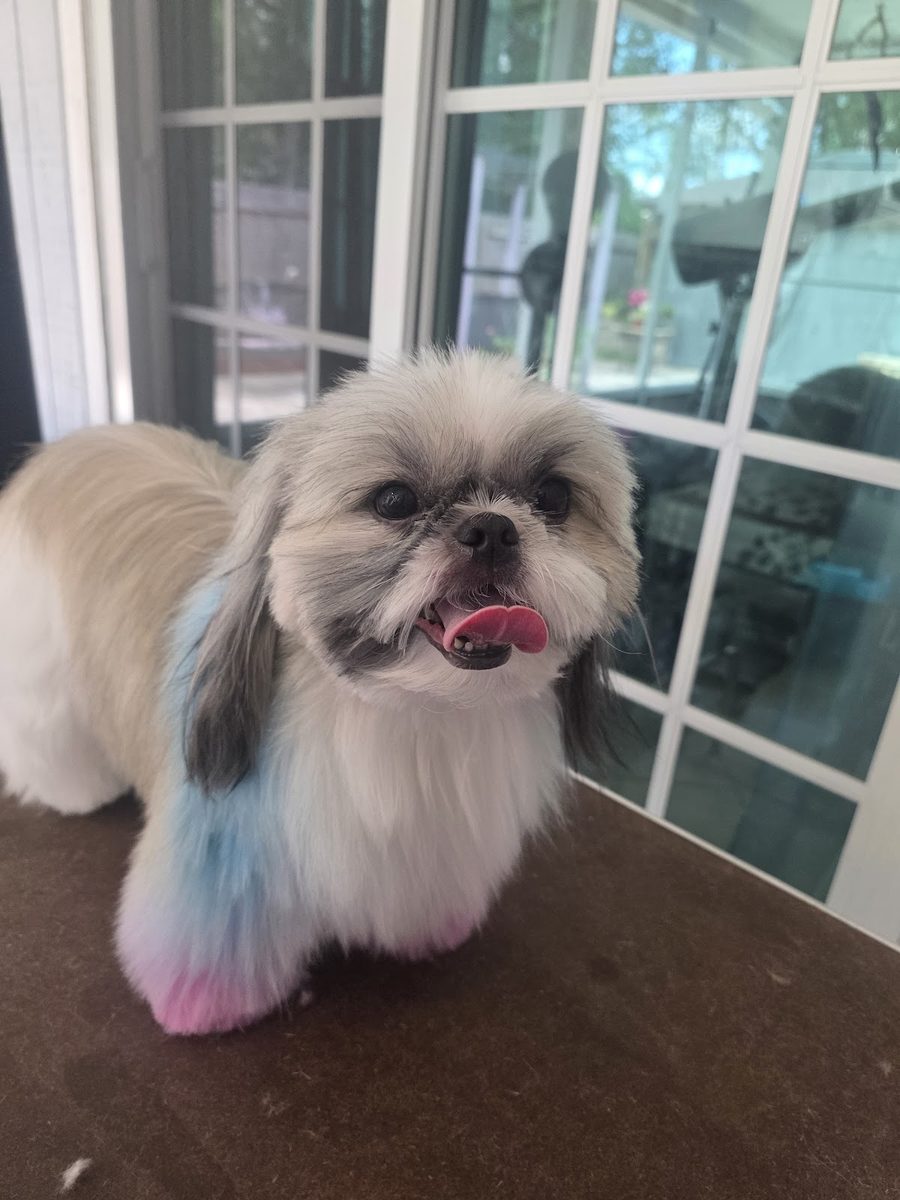 A Shih Tzu finished at Elegant Pet Mobile Spa with pet safe pastel colour