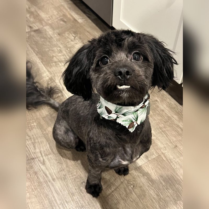 Oreo after grooming, freshly groomed in a pine cone bandana