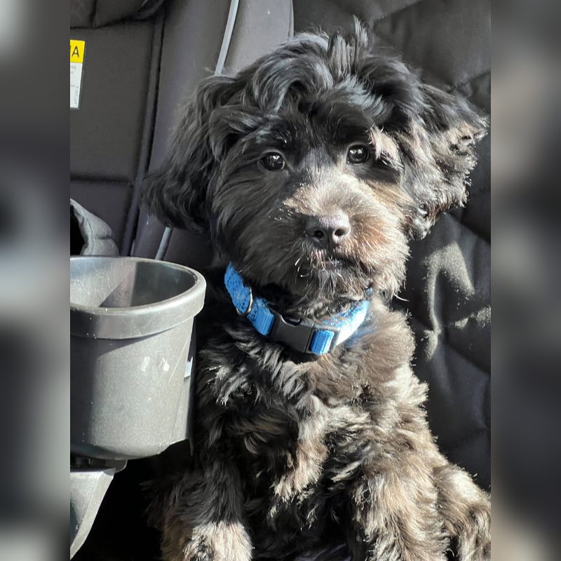 Oreo the black dog before grooming, fluffy with a blue collar