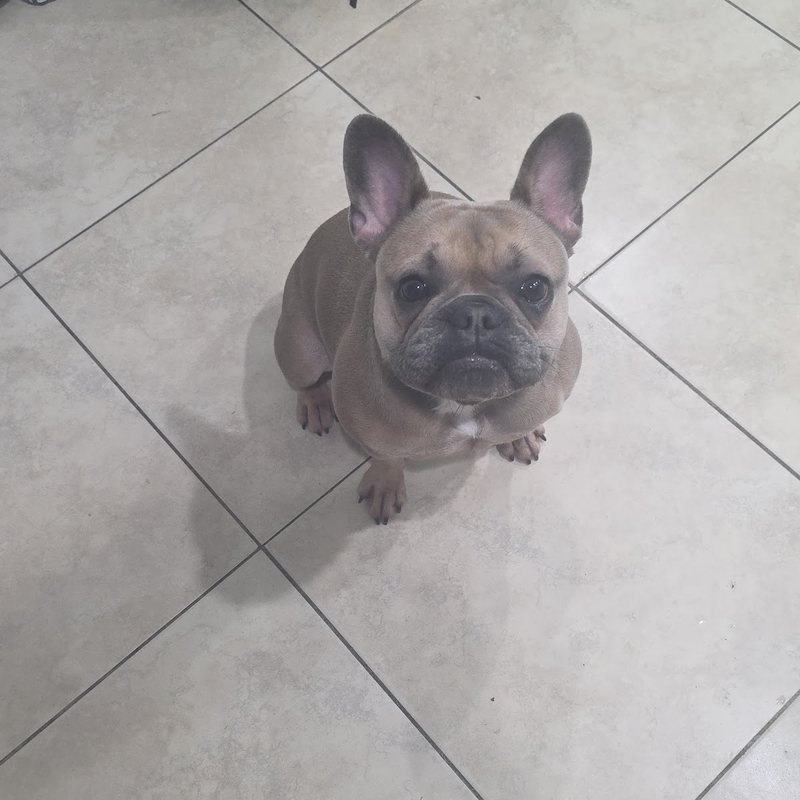 A French Bulldog after a bath and tidy up
