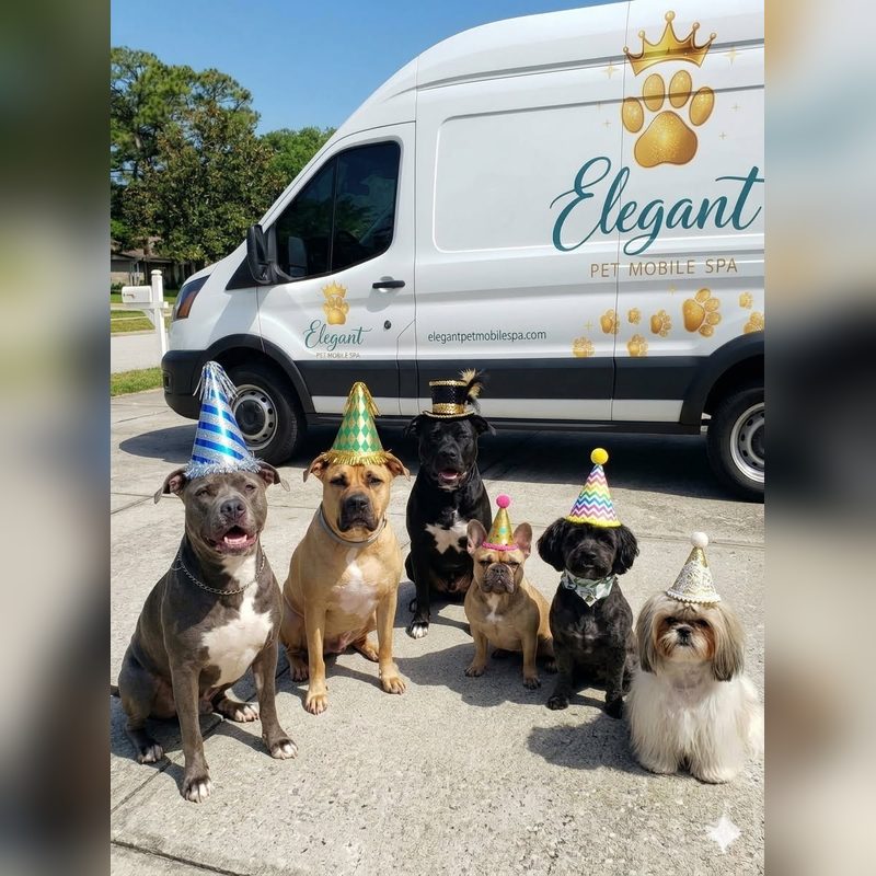 Dogs in party hats in front of the Elegant Pet Mobile Spa van