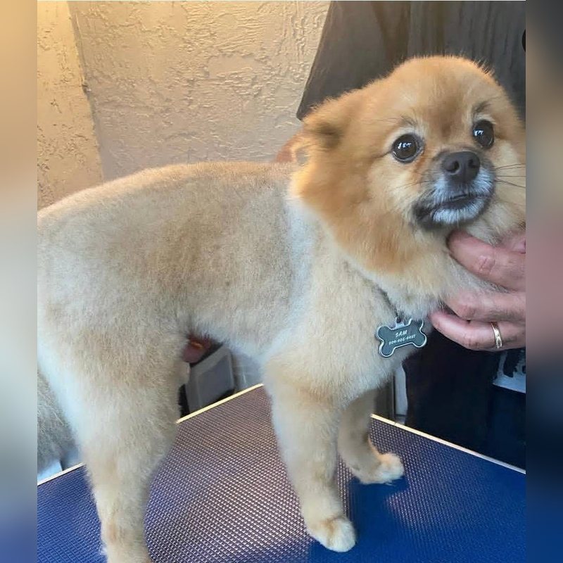 A Pomeranian with a short, even trim on the grooming table
