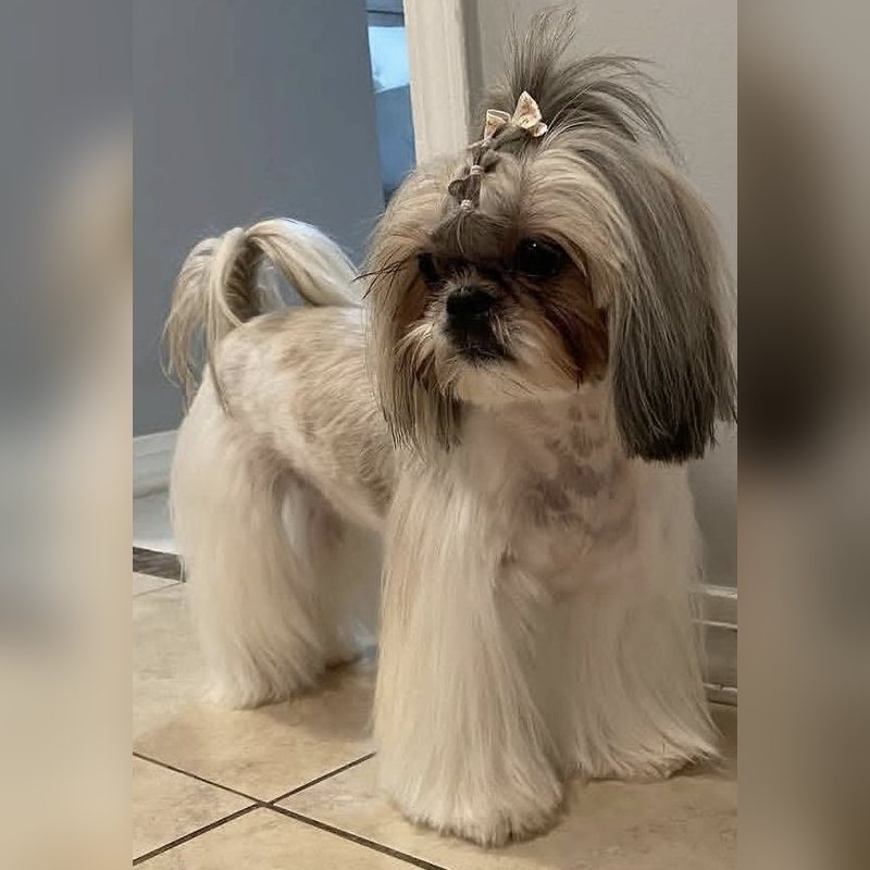 A Shih Tzu with a long coat and a bow in its topknot