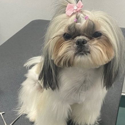 A Shih Tzu with a pink bow sitting on the grooming table