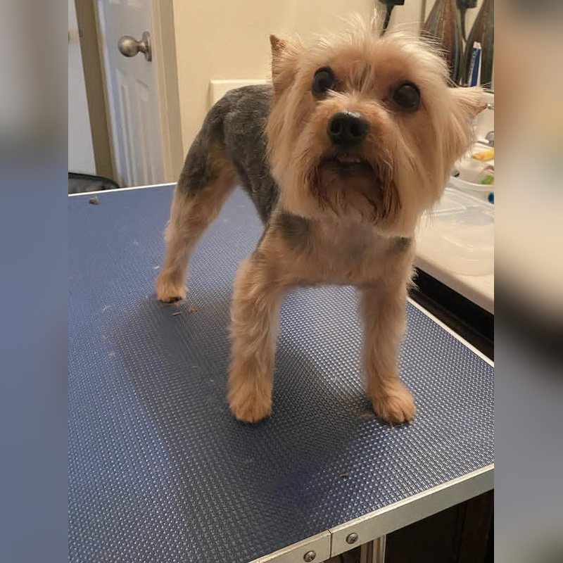 A Yorkshire Terrier standing on the grooming table after a trim