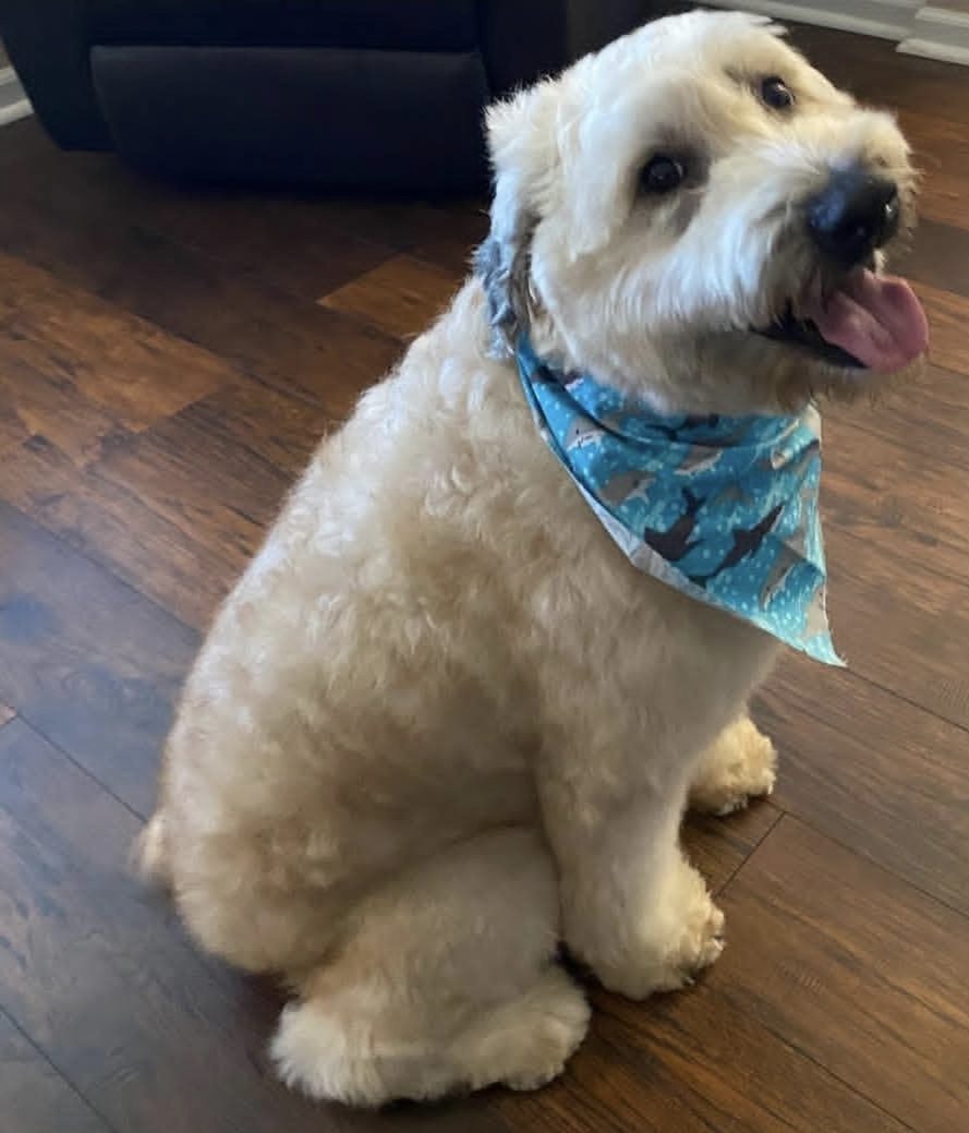 A fluffy white dog in a blue bandana after its bath and brush