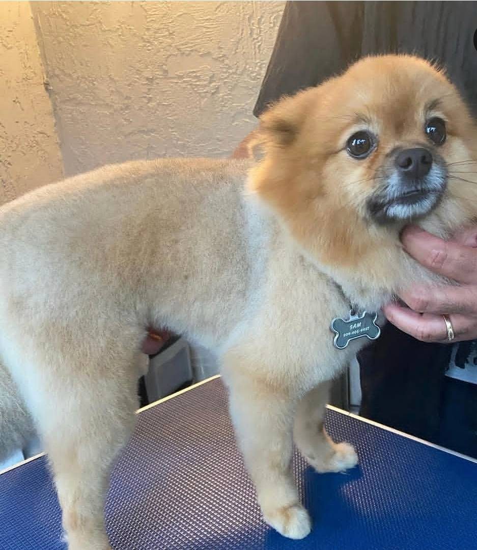A Pomeranian with a short, even coat on the grooming table
