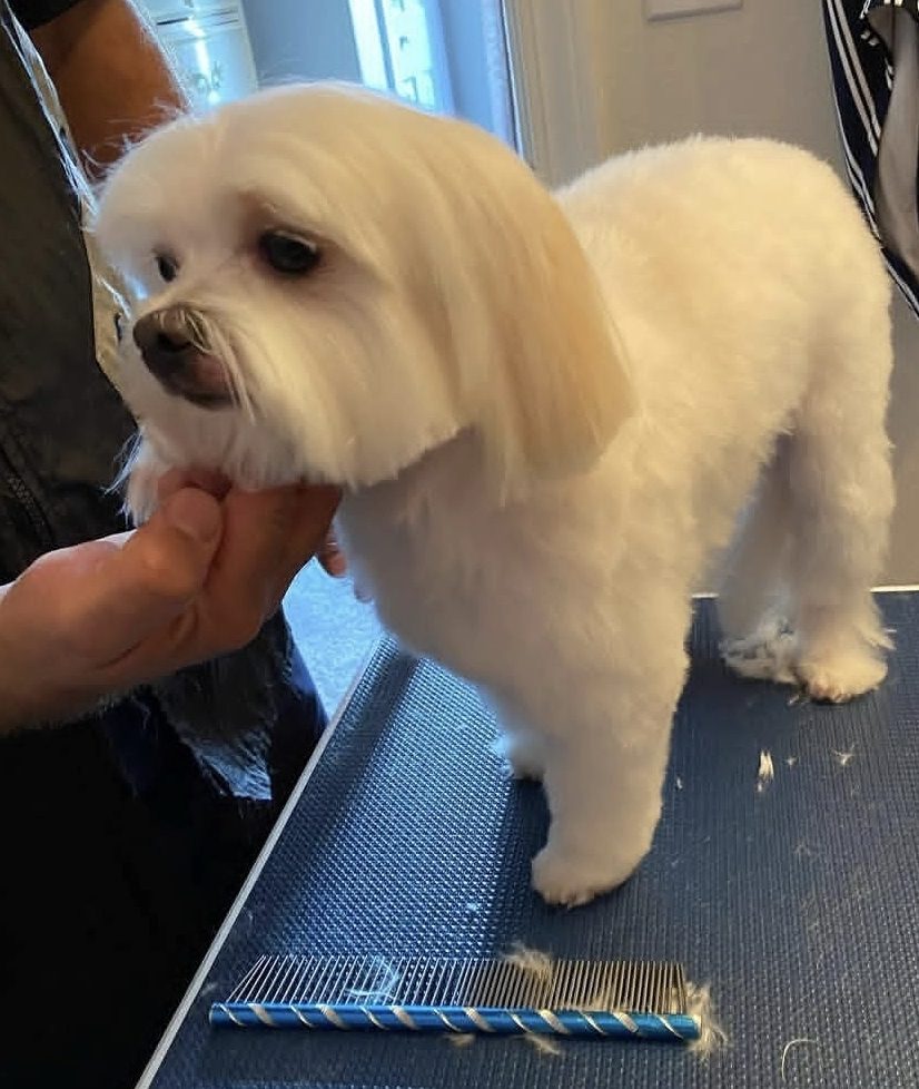 A white dog with a rounded teddy style trim on the grooming table