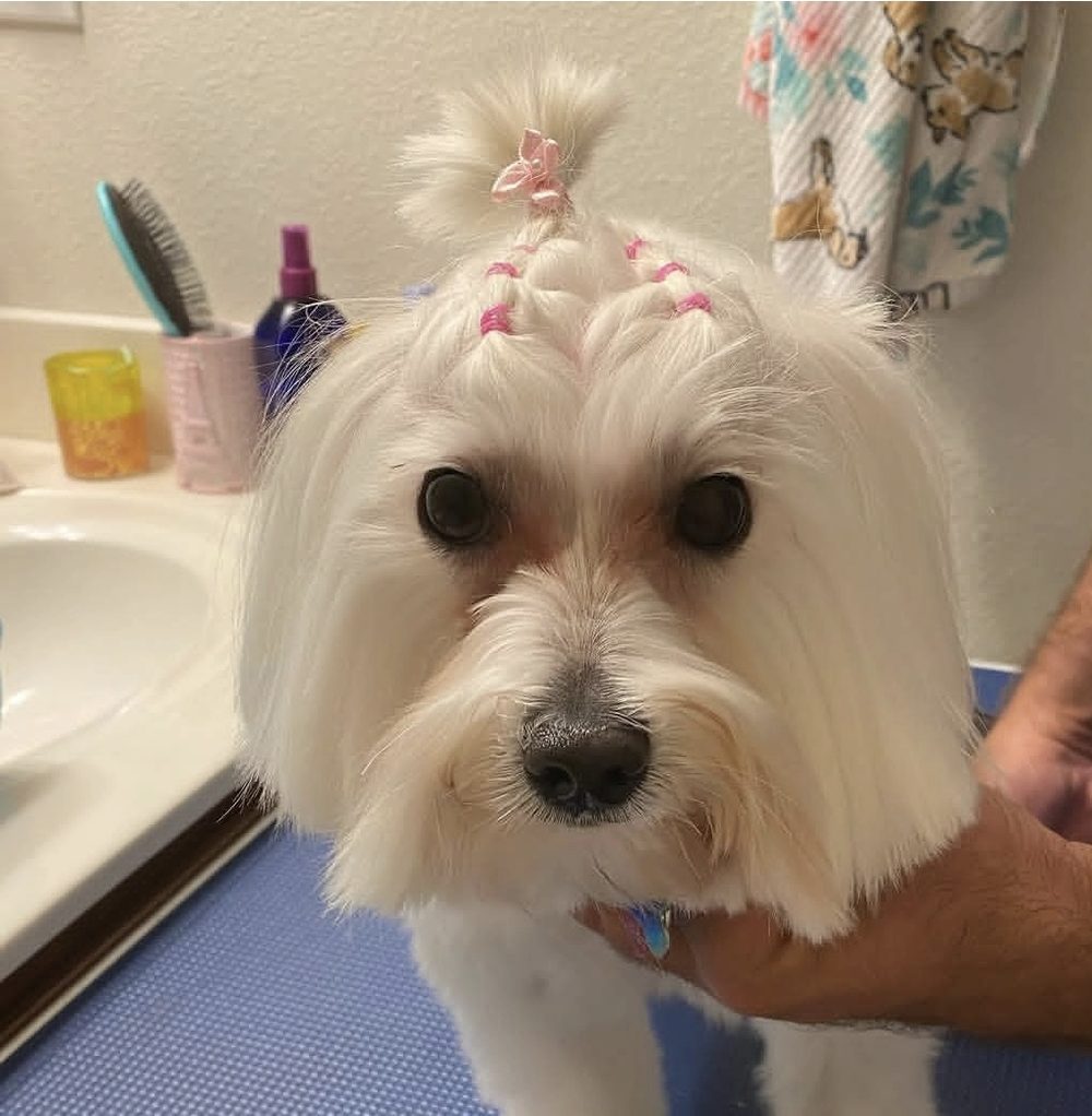 A long coated white dog brushed out and finished with pink topknot bands