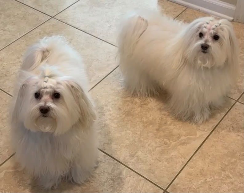 Two small white dogs after their grooms