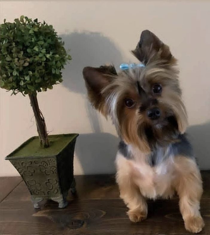 A Yorkshire Terrier with a blue bow sitting beside a potted topiary