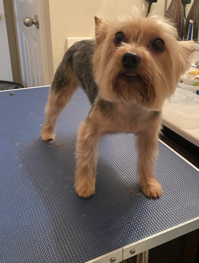 A Yorkshire Terrier standing on the grooming table after a tidy up