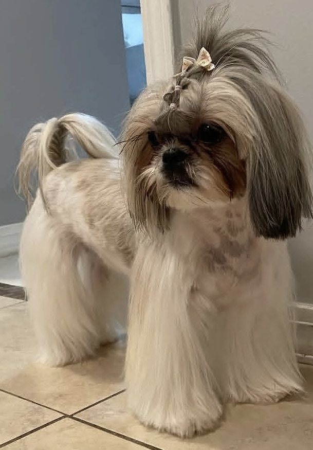 A Shih Tzu with a long coat and a bow in its topknot after its groom