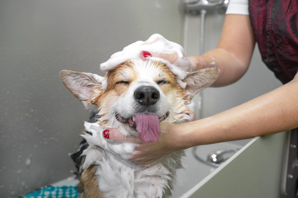 A happy dog with a shampoo topknot during its bath