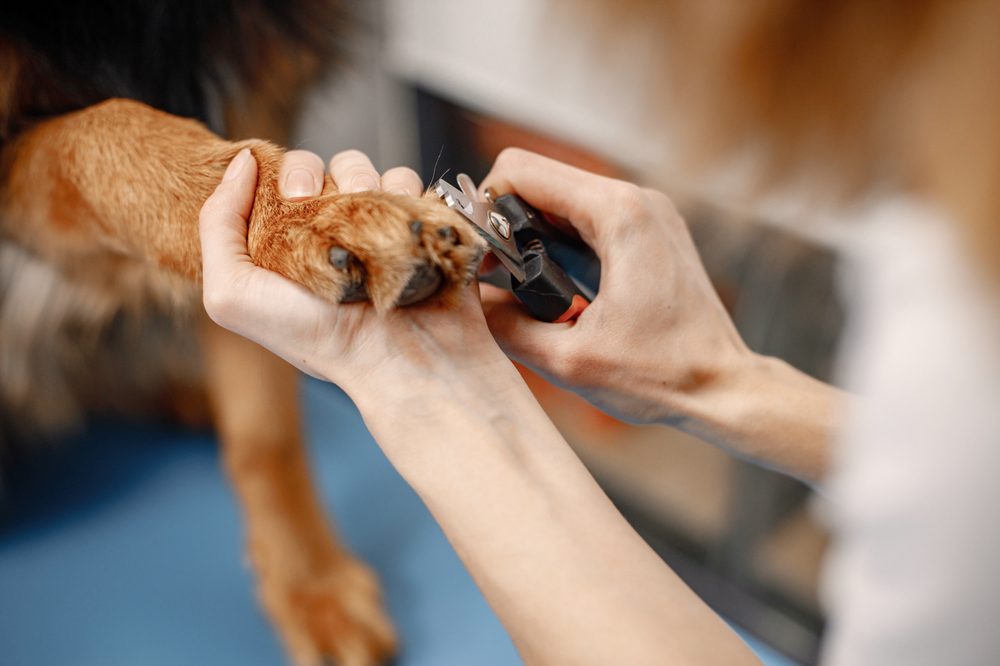 Nail grinding with a dremel on a dog's paw