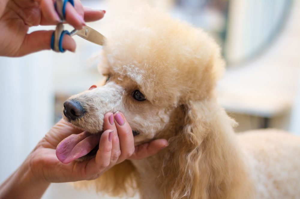 Careful scissor finishing on a curly coated dog